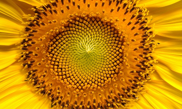 sunflower-94187_640