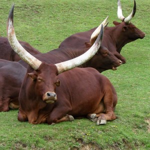 cattle-843909_640